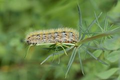 Purpurbär (Rhyparia purpurata), Raupe