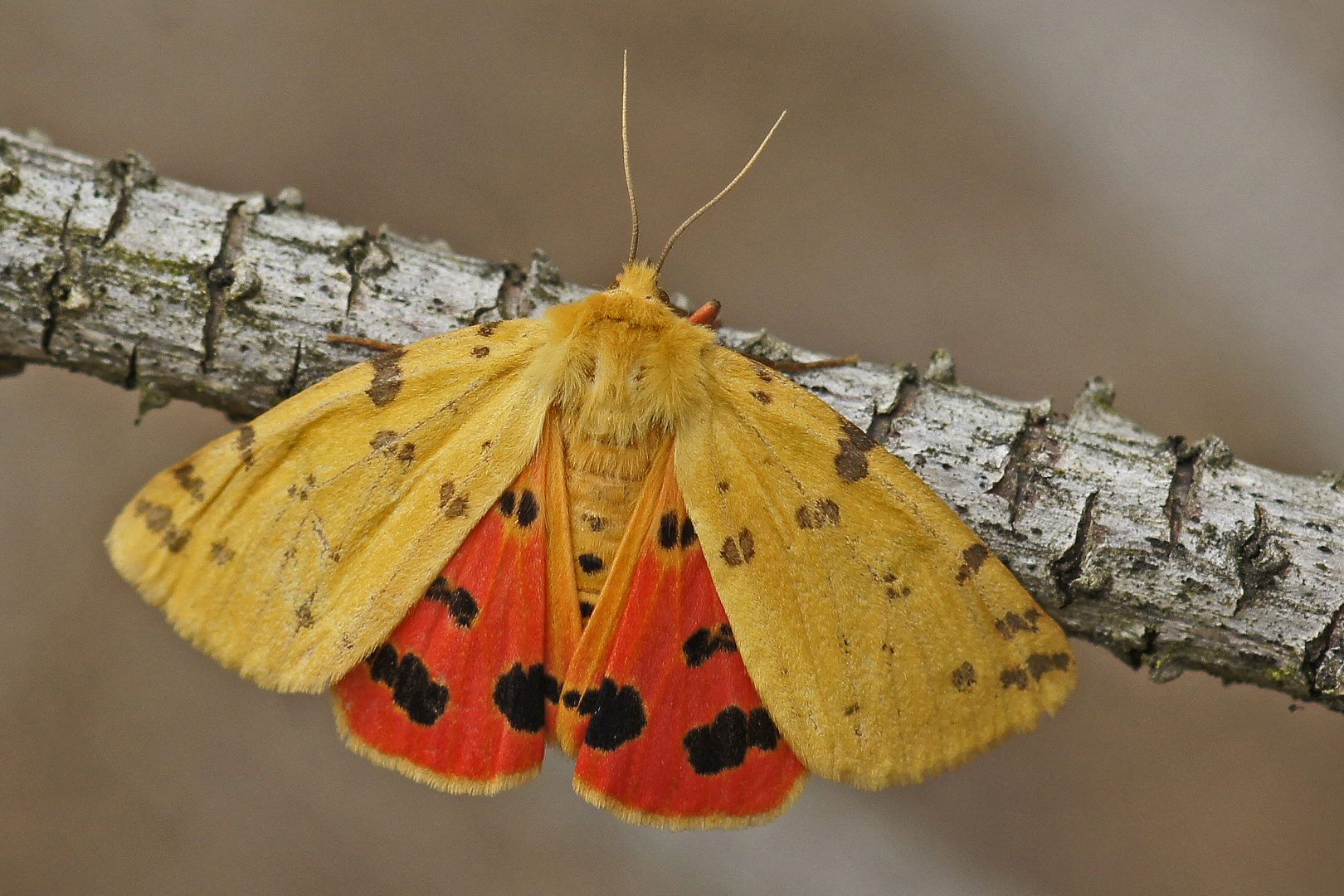 Purpurbär (Rhyparia purpurata), Weibchen