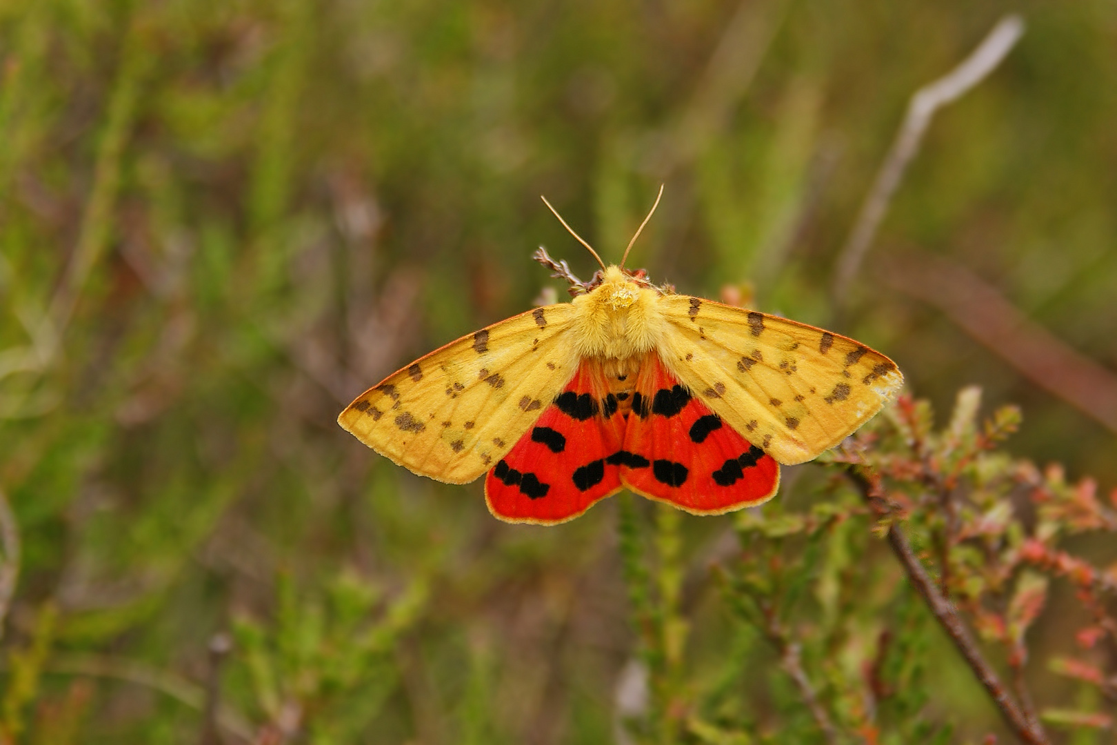 Purpurbär (Rhyparia purpurata), Weibchen