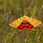 Purpurbär (Rhyparia purpurata), Weibchen