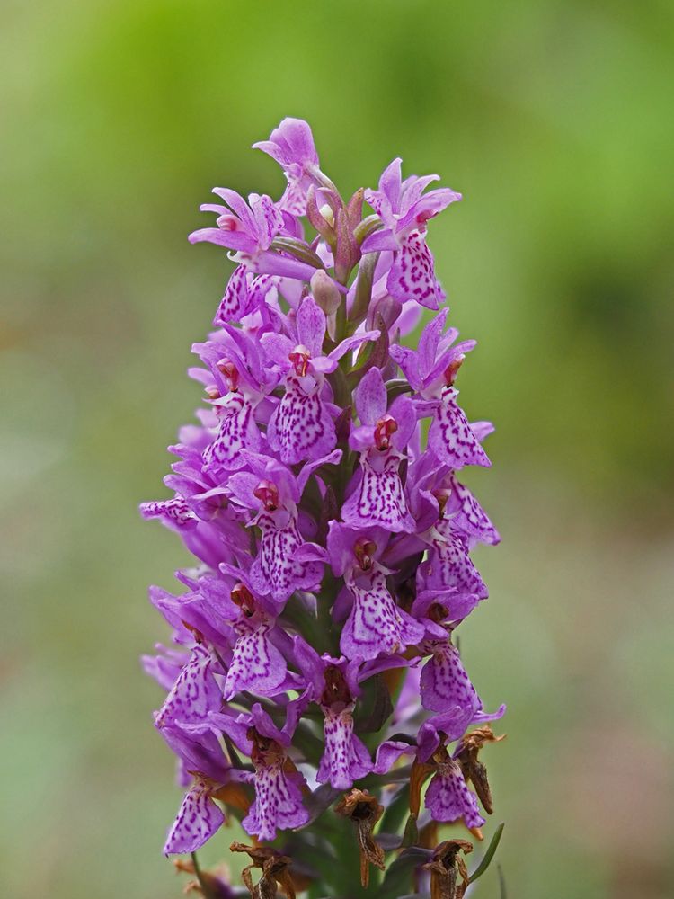 Purpurblütiges Knabenkraut, (Dactylorhiza purpurella) 