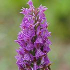 Purpurblütiges Knabenkraut, (Dactylorhiza purpurella) 