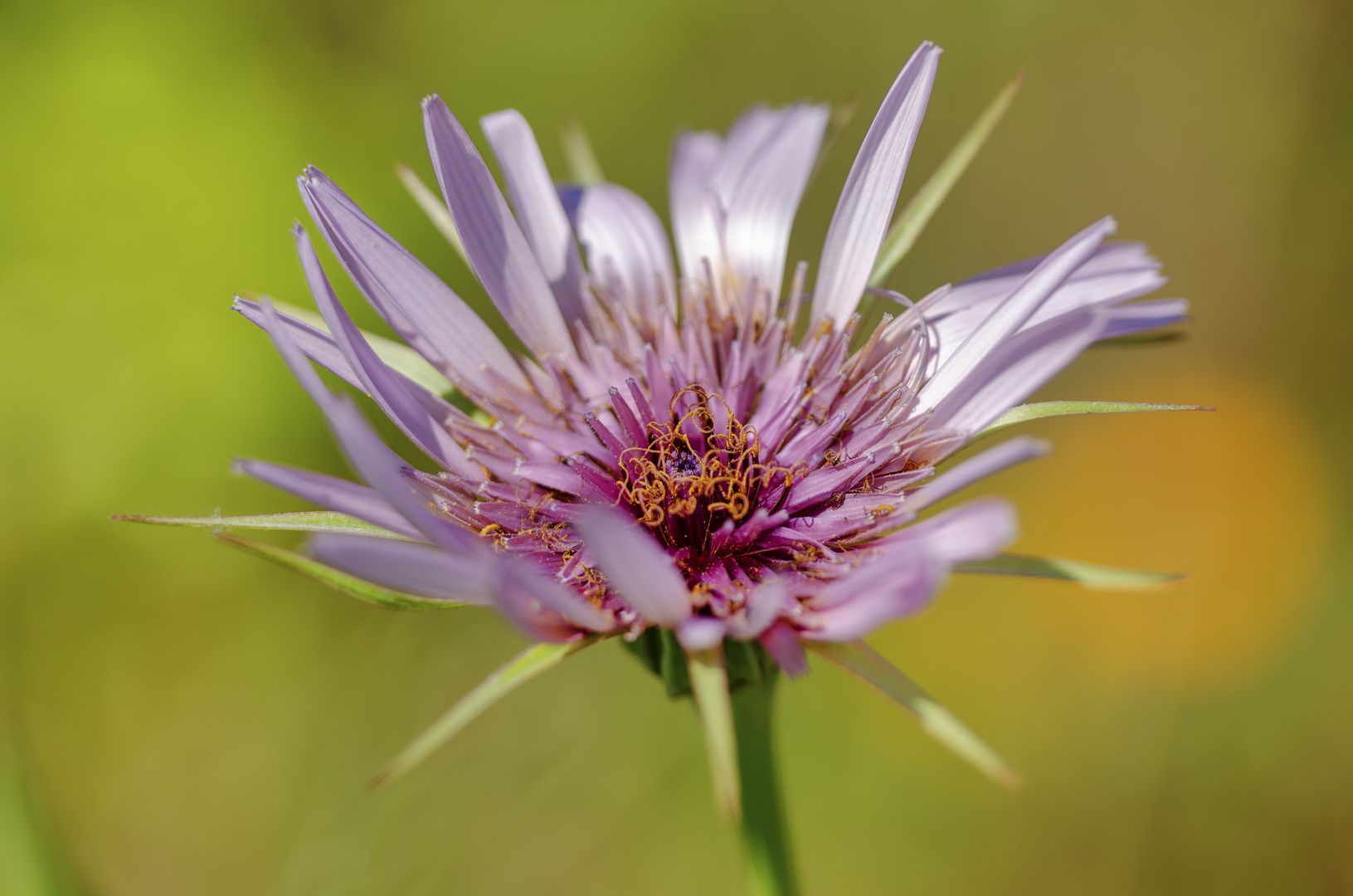 Purpurbocksbart (Tragopogon porrifolius)