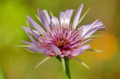 Purpurbocksbart (Tragopogon porrifolius)