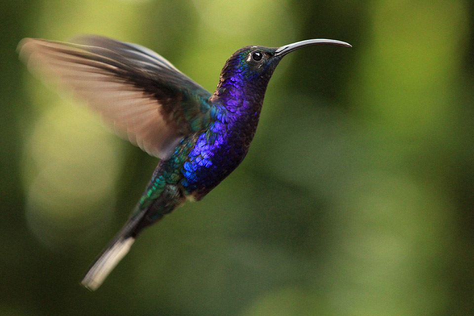 Purpurdegenflügel in Costa Rica