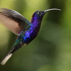 Purpurdegenflügel in Costa Rica