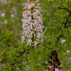 Purpurea Albino