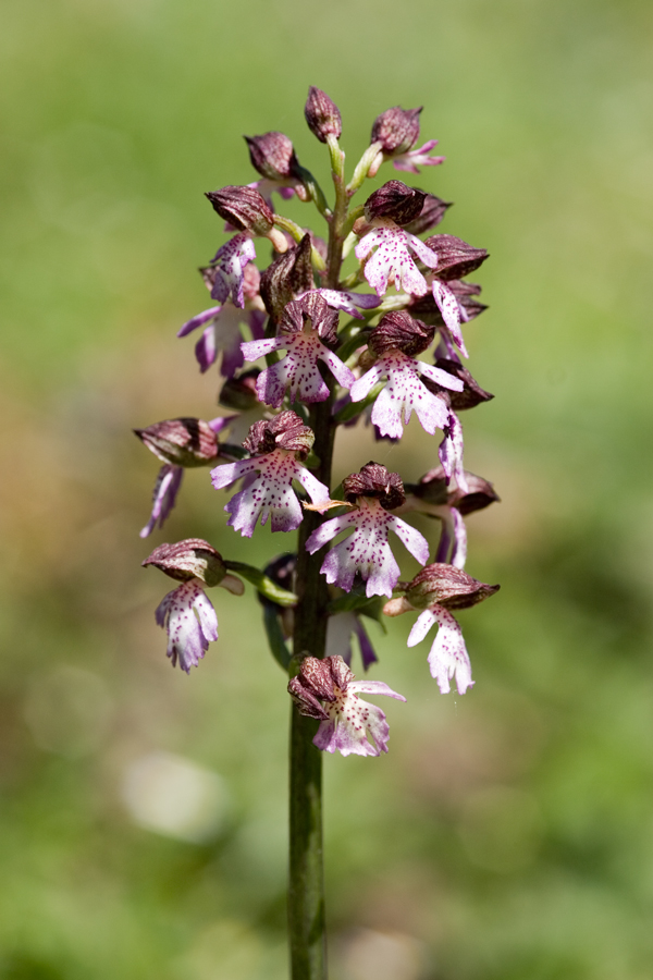 Purpurea Variationen I