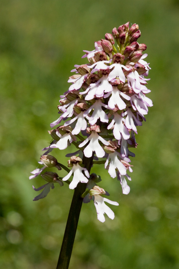 Purpurea Variationen II