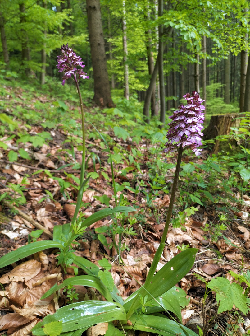 Purpurea-Wald 2024 (Lichtung) #2