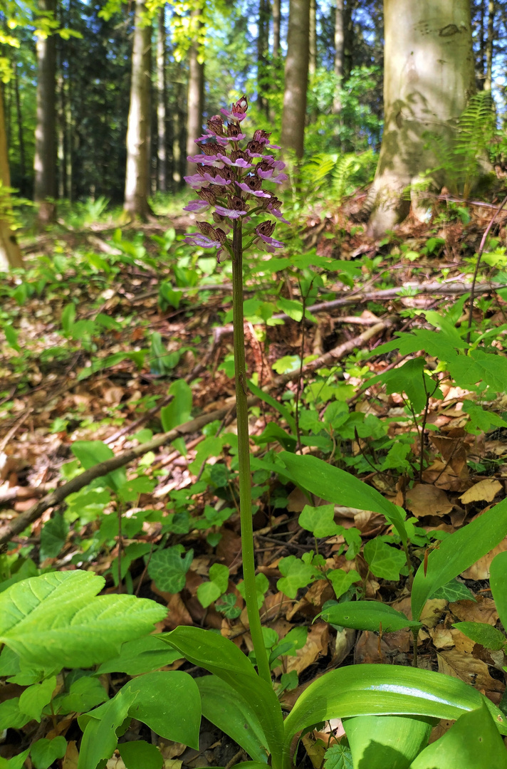 Purpurea-Wald 2024 (Shadow)