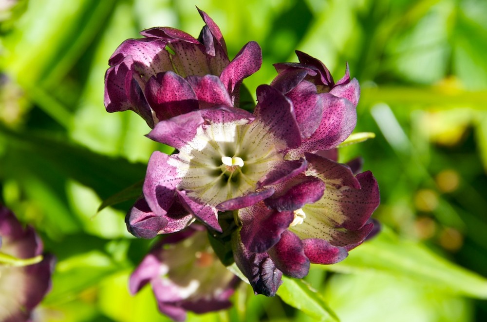 purpurenzian (gentiana purpurea)