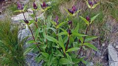 Purpurenzian. Gentiana purpurea im Gebiet des Mattmarkstausees im Wallis