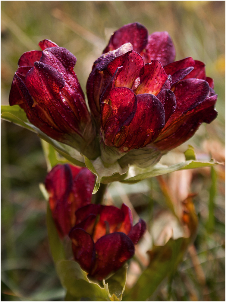 Purpurenzian_Heinz Schaub