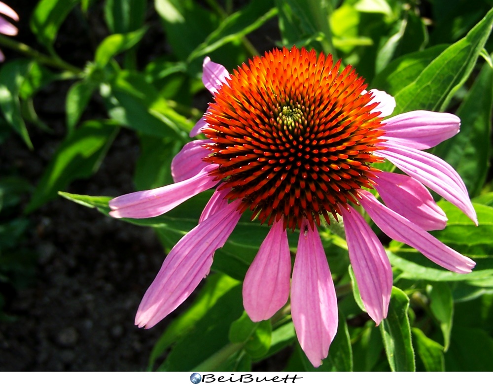 Purpurfarbener Sonnenhut 2 (Echinacea)