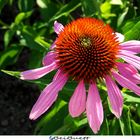 Purpurfarbener Sonnenhut 2 (Echinacea)