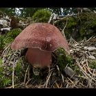 Purpurfilziger Holzritterling - Tricholomopsis rutilans