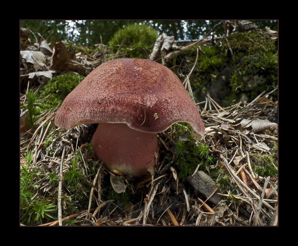 Purpurfilziger Holzritterling - Tricholomopsis rutilans