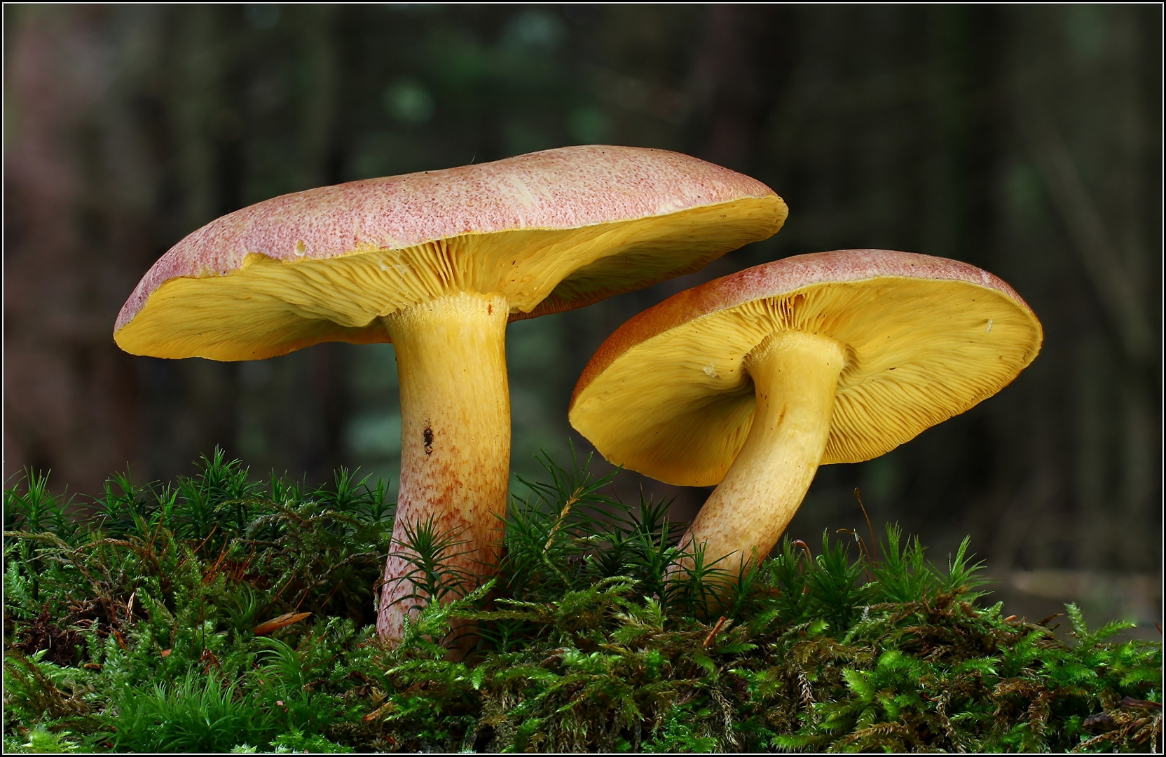 purpurfilziger oder rötlicher holzritterling (tricholomopsis rutilans) 2