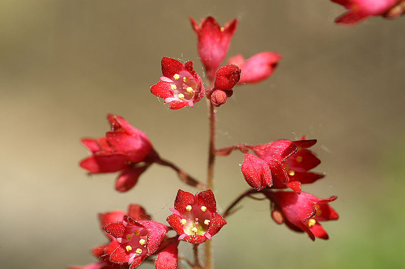 "Purpurglöckchen"