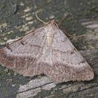 Purpurgrauer Heide-Tagspanner (Selidosema brunnearia), Männchen