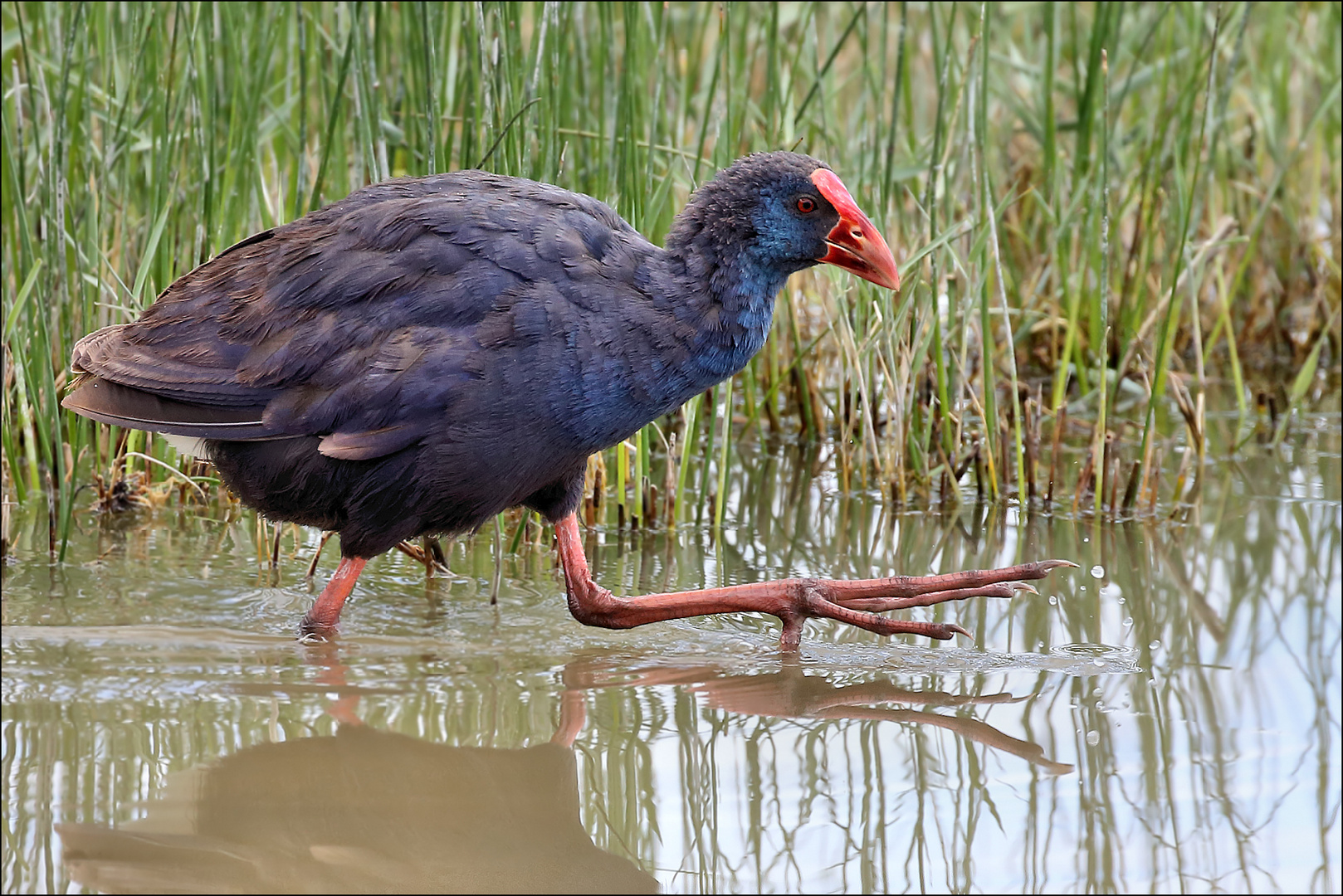 Purpurhuhn Foto & Bild | mallorca, natur, vogel Bilder auf fotocommunity