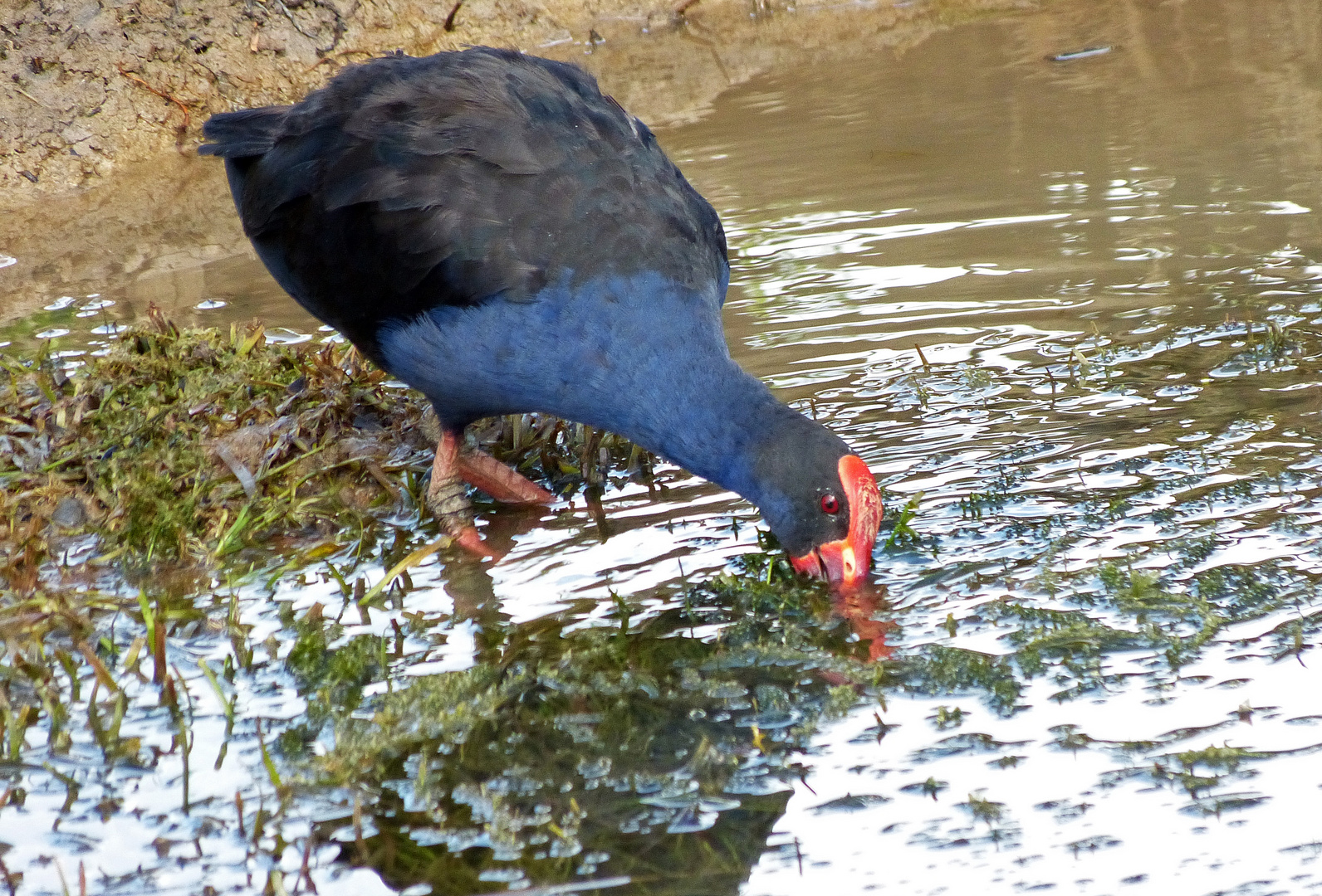 Purpurhuhn auf Futtersuche