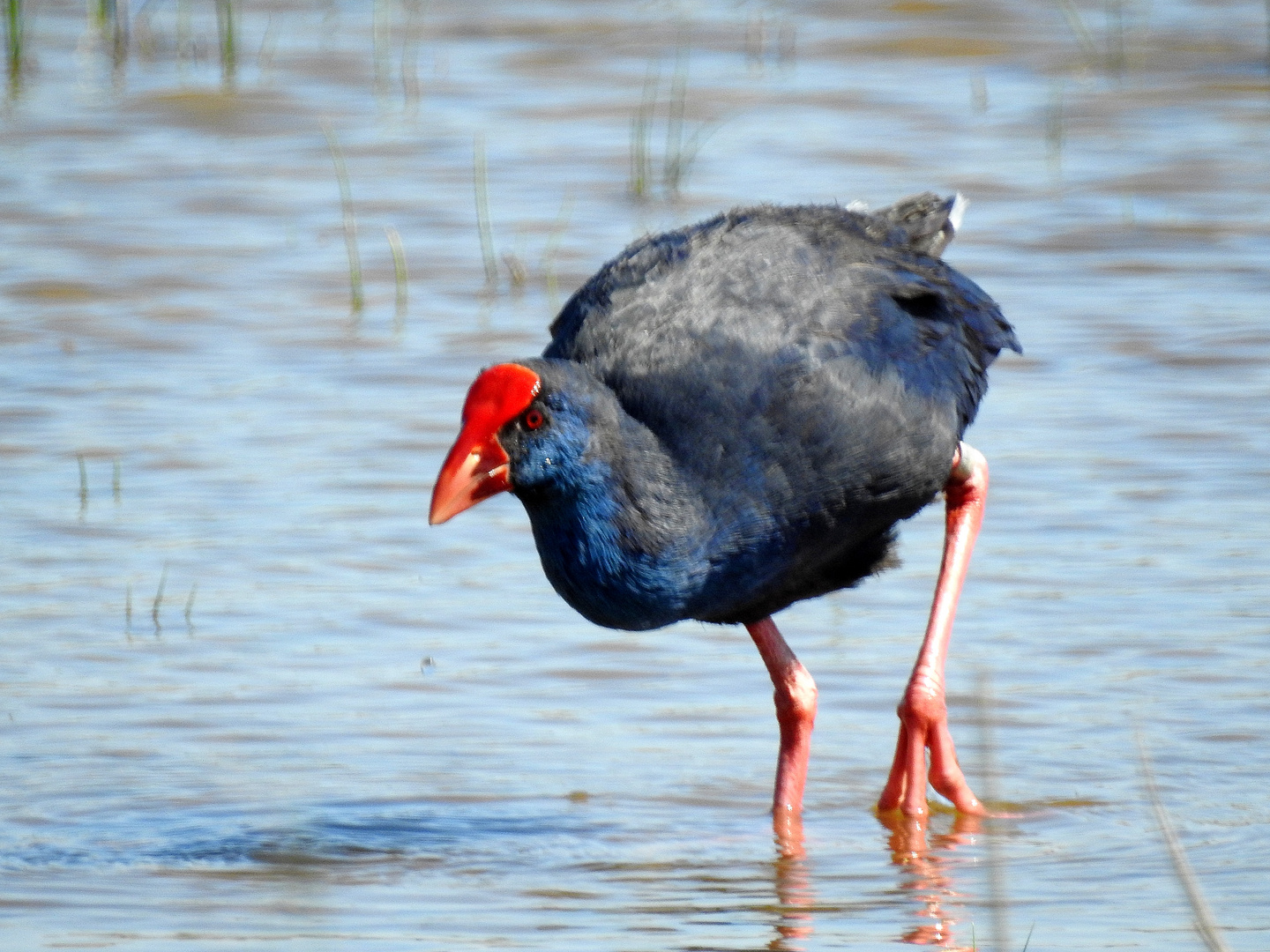 Purpurhuhn auf Mallorca