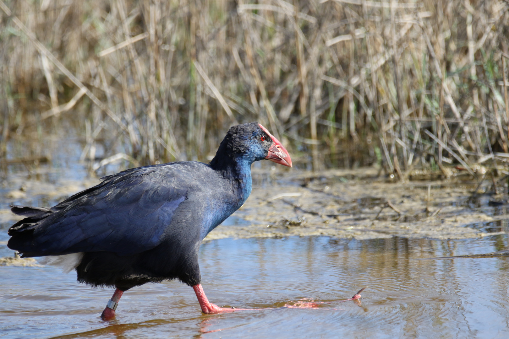 Purpurhuhn im Albufera NP