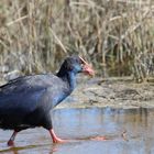 Purpurhuhn im Albufera NP