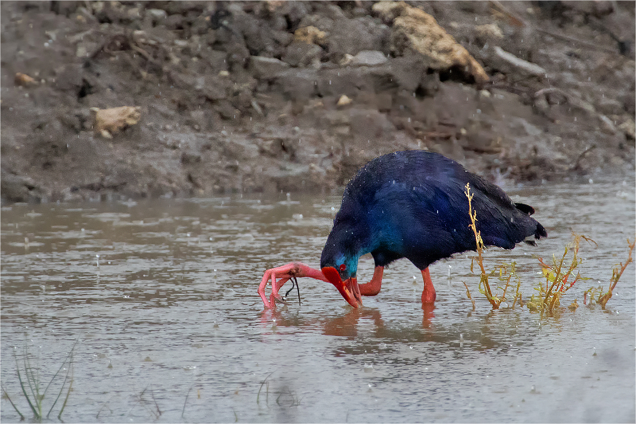 Purpurhuhn im Regen