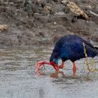 Purpurhuhn im Regen