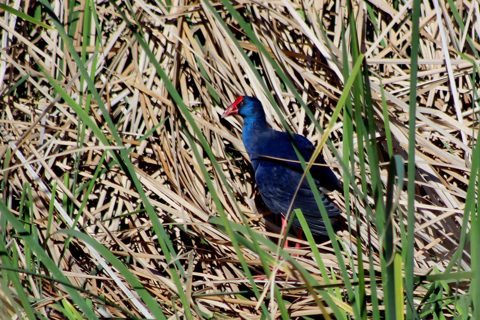 Purpurhuhn (Pophyrio porphyrio)