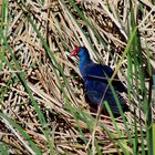 Purpurhuhn (Pophyrio porphyrio)