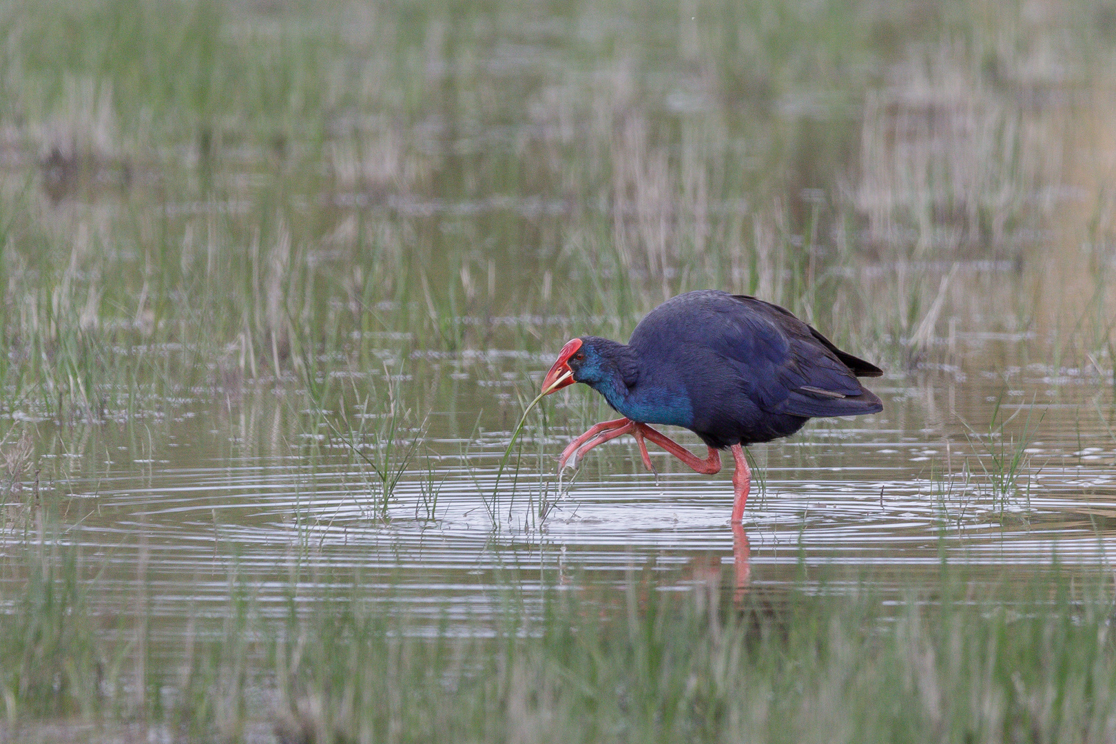 Purpurhuhn (Porphyrio porphyrio) 