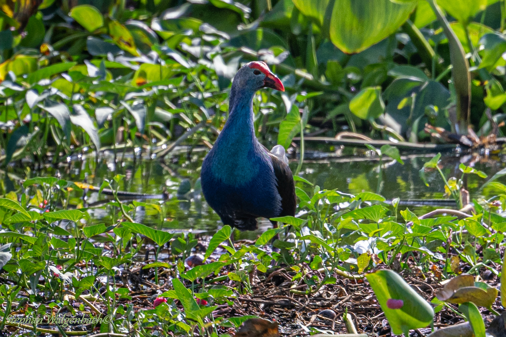 Purpurhuhn (Porphyrio porphyrio)