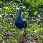 Purpurhuhn (Porphyrio porphyrio)