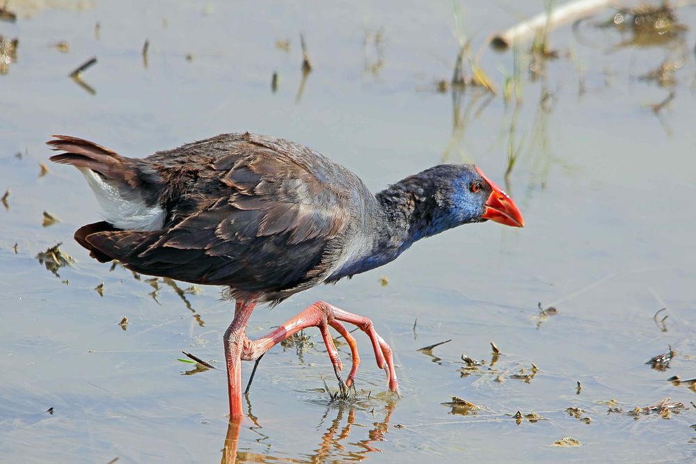 Purpurhuhn (Porphyrio porphyrio)