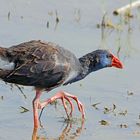 Purpurhuhn (Porphyrio porphyrio)