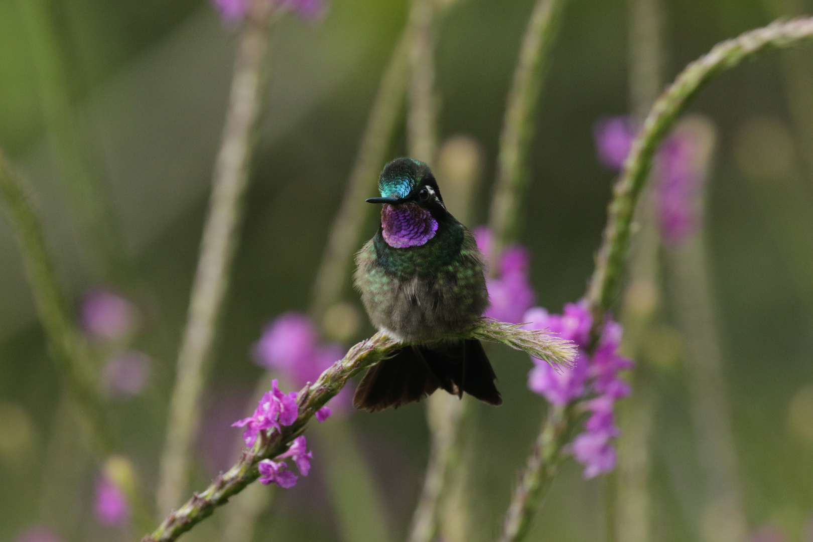 Purpurkehlnymphe (Lampornis calolaemus)