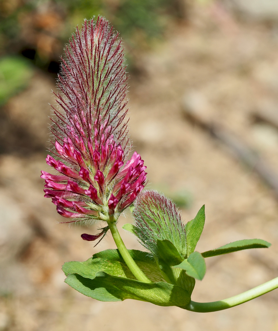 Purpurklee (Trifolium rubens) 