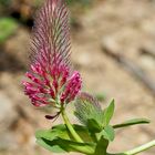 Purpurklee (Trifolium rubens) 