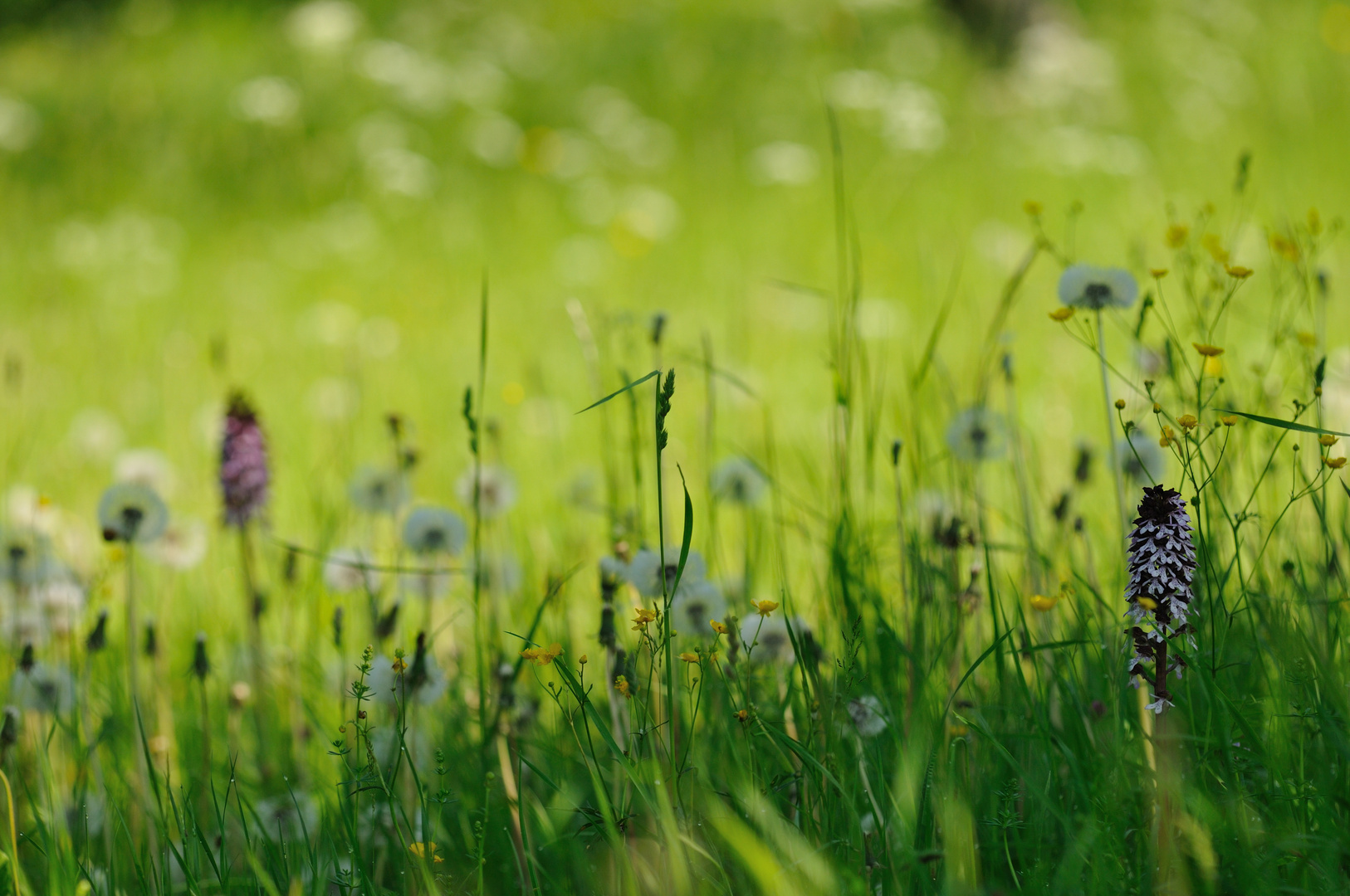 Purpurknabenkräuter erwachen im "Weißen Meer" der Pusteblumen