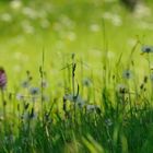 Purpurknabenkräuter erwachen im "Weißen Meer" der Pusteblumen