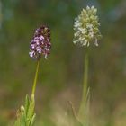 Purpurknabenkraut in zwei Farben