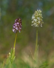 Purpurknabenkraut in zwei Farben