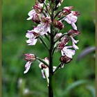 Purpurknabenkraut (Orchis purpurea)