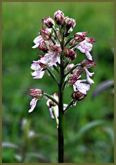 Purpurknabenkraut (Orchis purpurea)