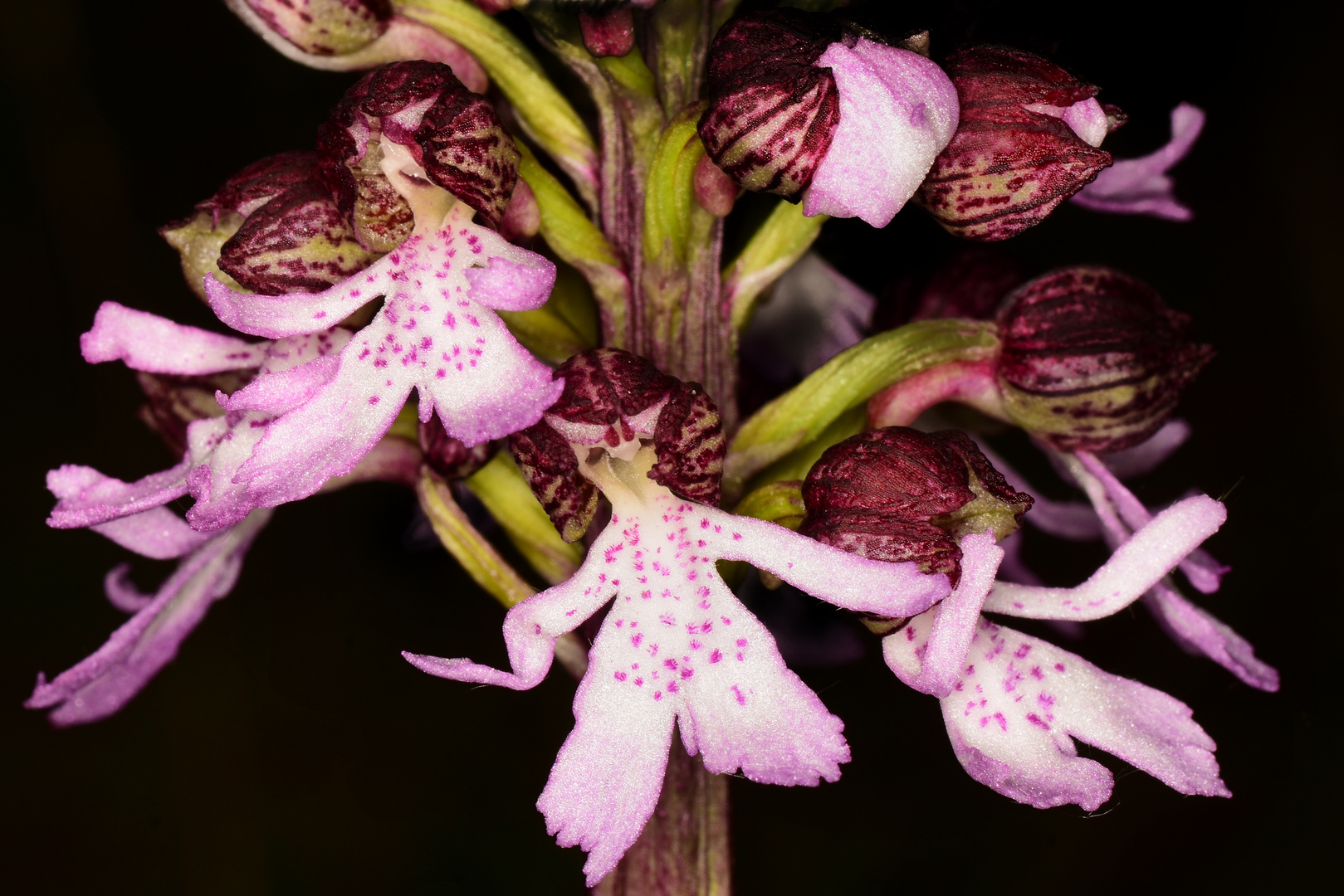 Purpurknabenkraut (orchis purpurea)