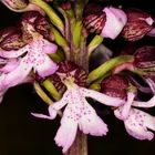 Purpurknabenkraut (orchis purpurea)